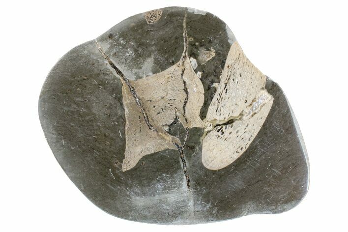 Fossil Ichthyosaurus Bones in Cross-Section - England #171181